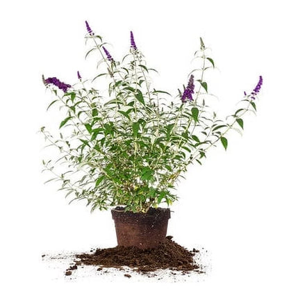 3 Gal. Black Knight Butterfly Bush - Pollinator Magnet - Low Maintenance