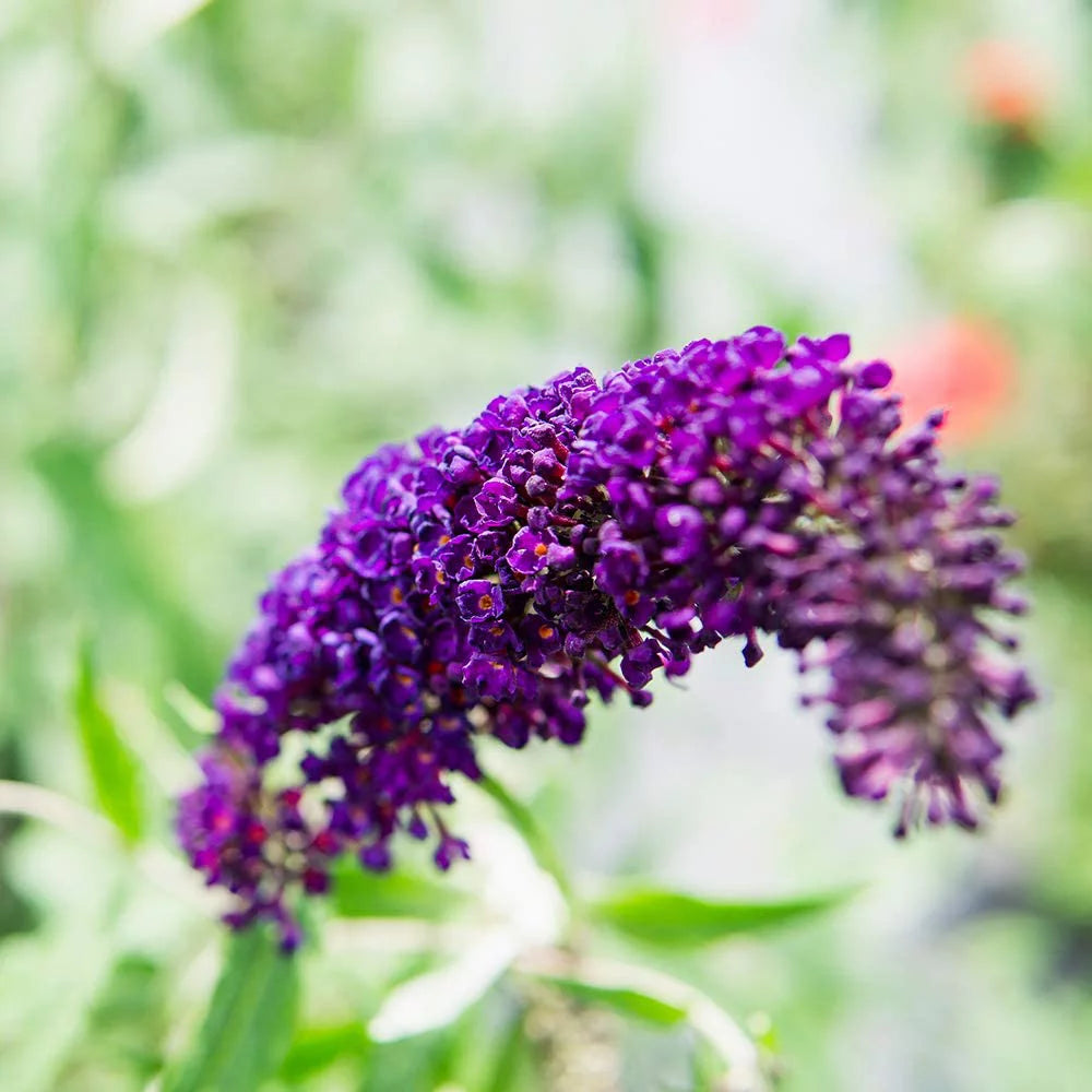 3 Gal. Black Knight Butterfly Bush - Pollinator Magnet - Low Maintenance