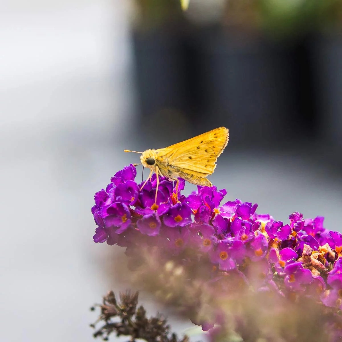 3 Gal. Black Knight Butterfly Bush - Pollinator Magnet - Low Maintenance