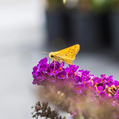 3 Gal. Black Knight Butterfly Bush - Pollinator Magnet - Low Maintenance