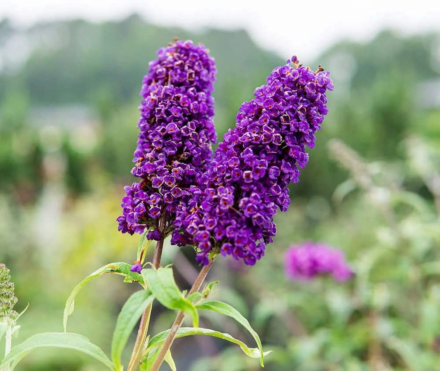 3 Gal. Black Knight Butterfly Bush - Pollinator Magnet - Low Maintenance